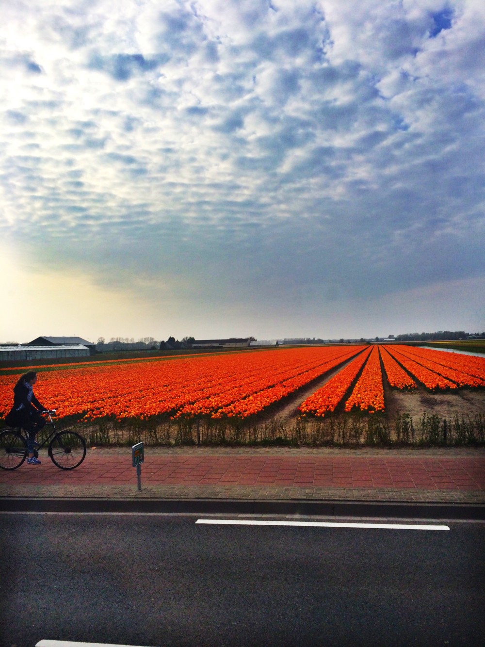 Day Trips from Amsterdam: Keukenhof Gardens